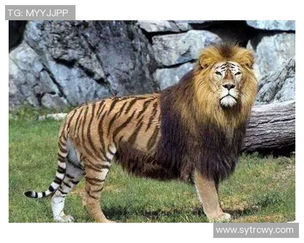 足球明星与宠物老虎的奇妙生活揭秘,探寻他们的深厚情谊与共同冒险